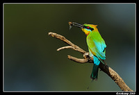 rainbow bee eater 4936