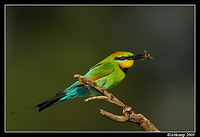 rainbow bee eater 4955