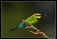 rainbow bee eater 4957