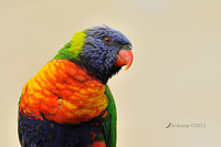 rainbow lorikeet 4429