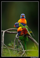 rainbow lorikeet 5764 90