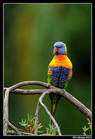 rainbow lorikeet 5766 90