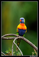 rainbow lorikeet 5768 90