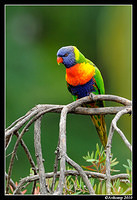 rainbow lorikeet 5769 90