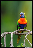 rainbow lorikeet 5771 85