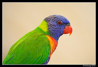 rainbow lorikeet 6172