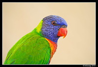 rainbow lorikeet 6173