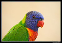 rainbow lorikeet 6174