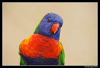 rainbow lorikeet 6175