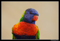 rainbow lorikeet 6176