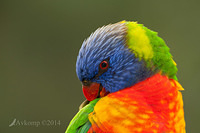 rainbow lorikeet 13680