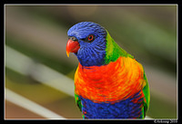 rainbow lorikeet 5692