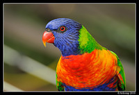 rainbow lorikeet 5693