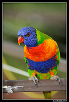 rainbow lorikeet 5695