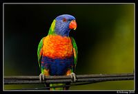 rainbow lorikeet 5712