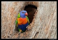 rainbow lorikeet 6495