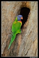 rainbow lorikeet 6496