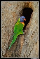 rainbow lorikeet 6497