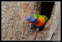 rainbow lorikeet 6498