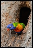 rainbow lorikeet 6499