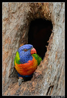 rainbow lorikeet 6500