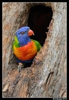 rainbow lorikeet 6503