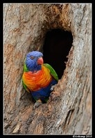 rainbow lorikeet 6507