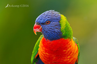 rainbow lorikeet 9784