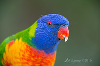 rainbow lorikeet 9807