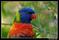 rainbow lorrikeet