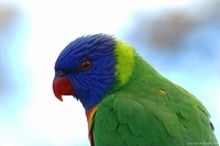 rainbow lorrikeets 3 std