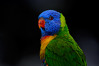 rainbowlorrikeet 4