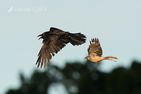 raven and wattle bird 16128