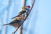 red browed finch 11460