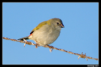 red browed finch juv 2