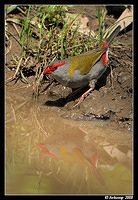 red browed finch2560