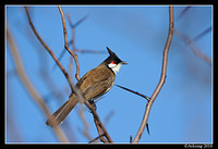 red cheeked bulbul 6196