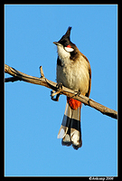 red cheeked bulbul