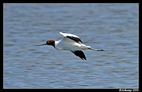 red headed stilt 1