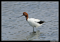 red headed stilt 12