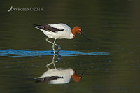 red necked avocet 10964