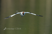 red necked avocet 10983