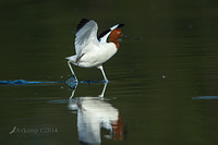 red necked avocet 10986