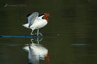 red necked avocet 10987