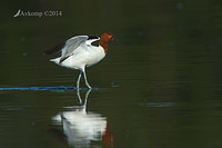 red necked avocet 10988