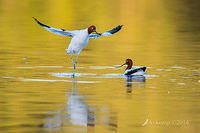 red necked avocet 11110