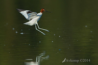 red necked avocet 11144