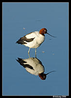 red necked stilt 6