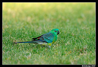 red rumped parrot3436