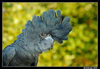 red tailed black cockatoo 3411